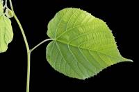 Tilleul - feuille sur rameau (Tilia sp.)